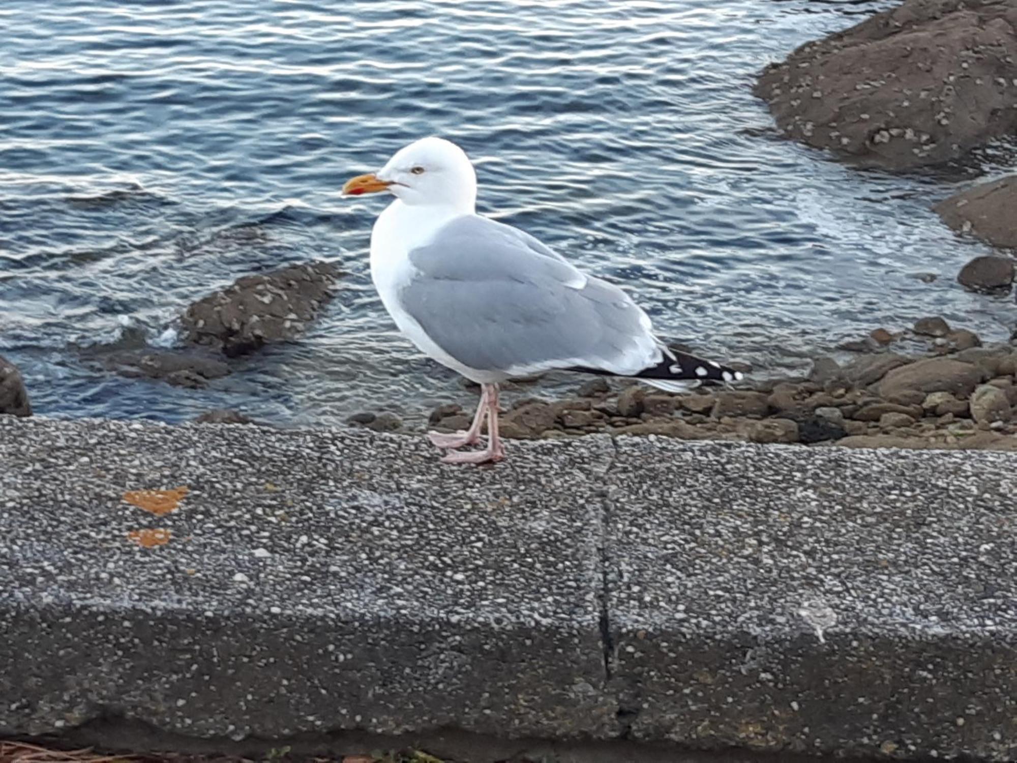 Urban Sunny & Cosy Apartment Concarneau Bagian luar foto